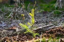 Baumsetzling im Sonnenlicht